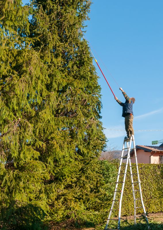 Tree Trimming detail