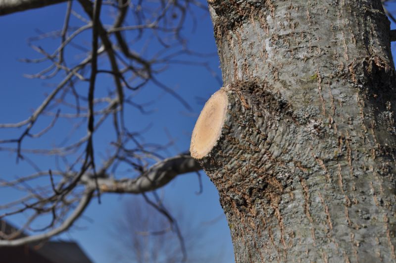 Tree Trimming detail