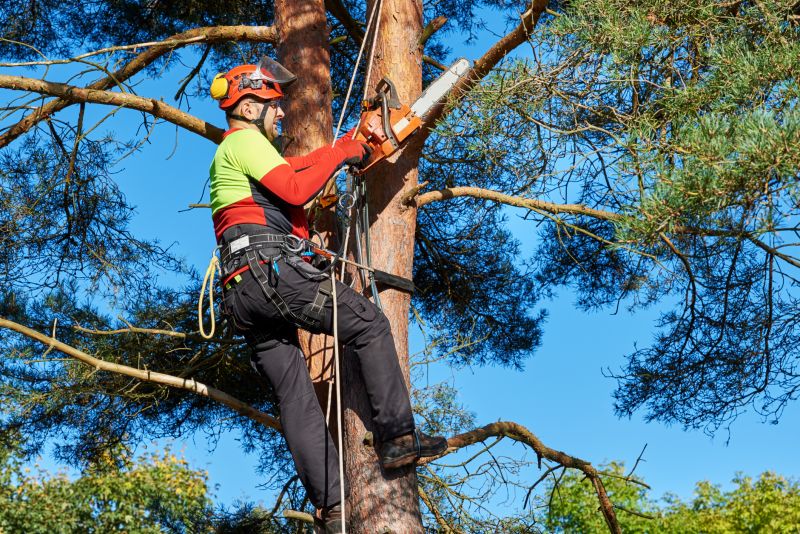 Tree Trimming project example