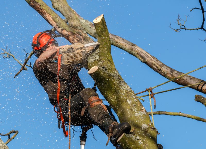 Tree Trimming Service project example