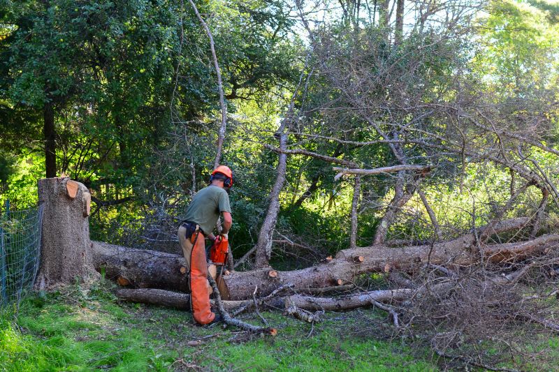 Tree Limbs Removal