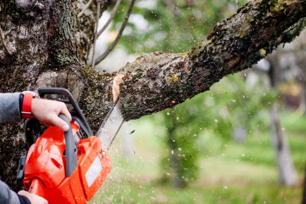 Tree Limbs Removal