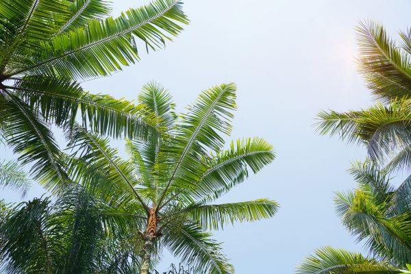 Queen Palm Tree Trimming