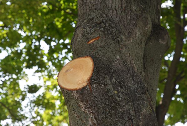 Limb Cutting